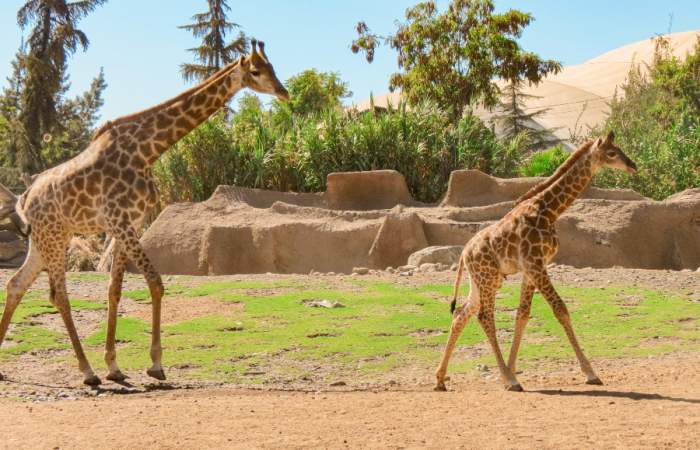Buin Zoo - 2