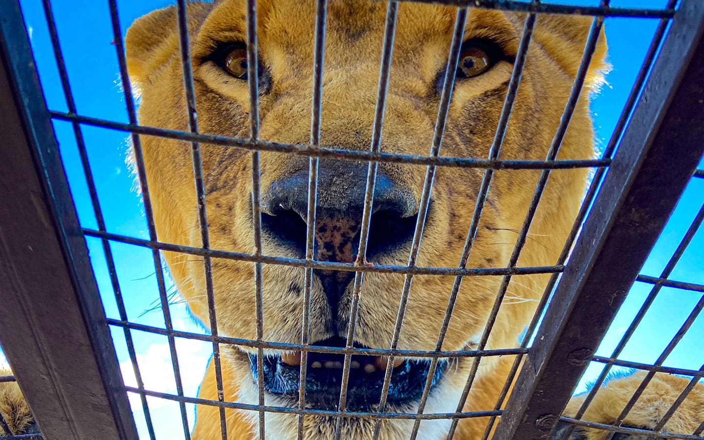 Parque Safari