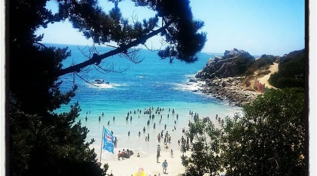 Algarrobo - 2