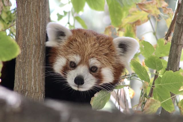 Buin Zoo - 3